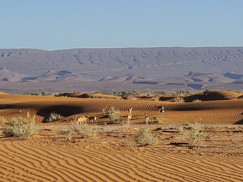 desiertos en Marruecos Zagora Unik maroc Tours