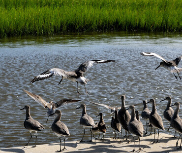 Birdwatching de norte a sur