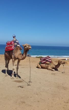 camels in Tangier