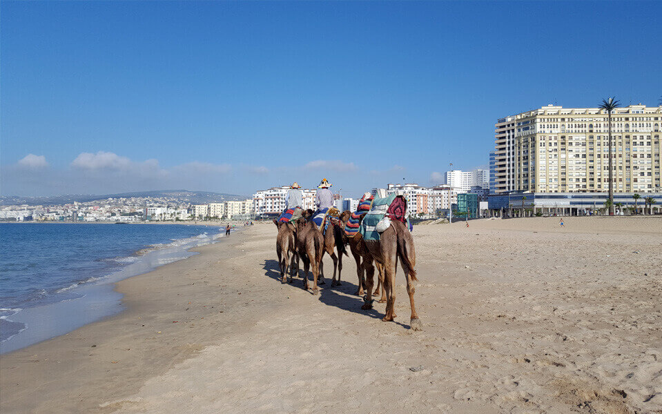 dromedarios playa tanger